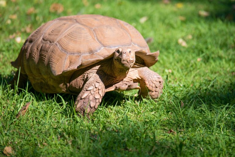 achetez une tortue de qualité auprès de spécialistes des reptiles. découvrez une large sélection de tortues à vendre et trouvez la parfaite tortue pour votre foyer.