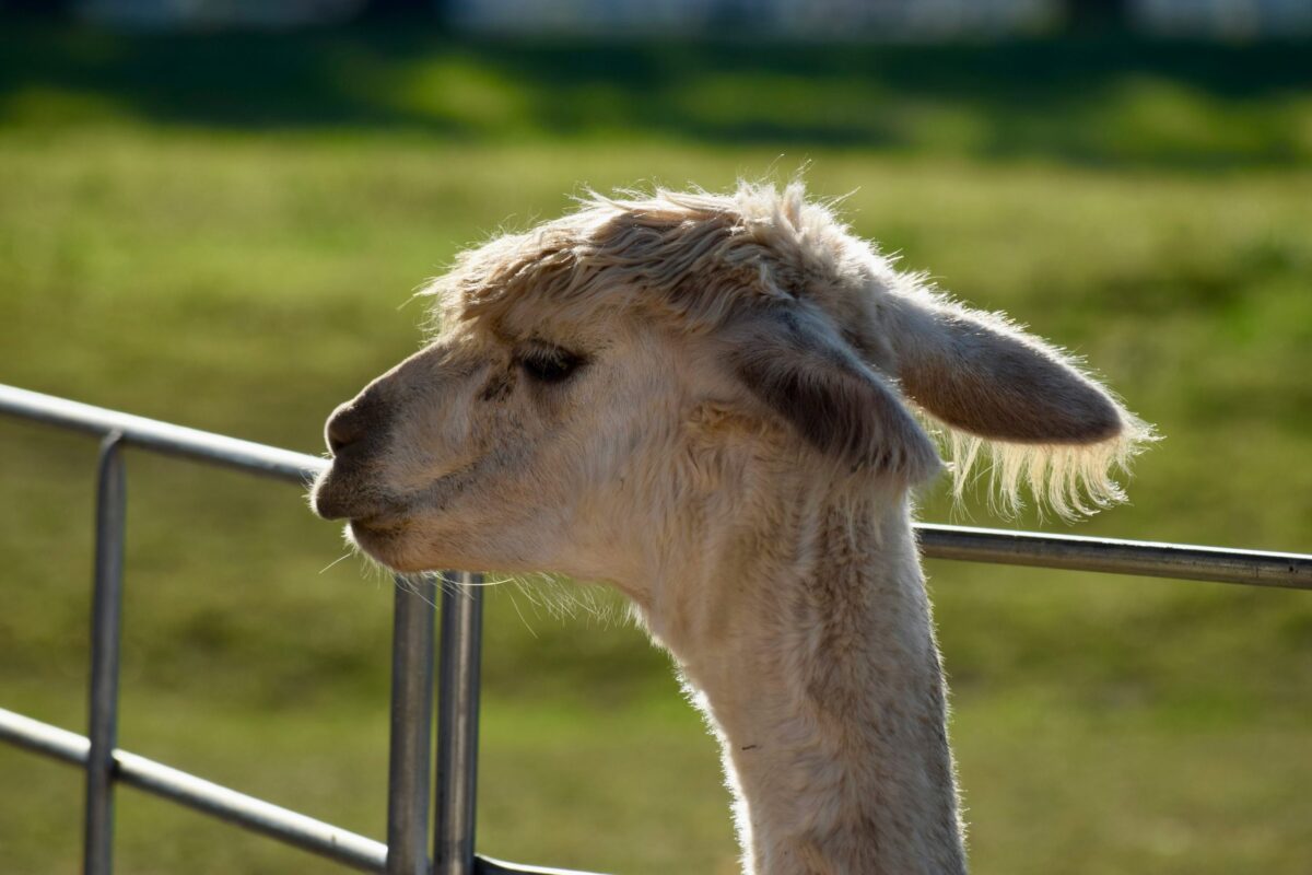 découvrez tout ce qu'il faut savoir sur le compromis de vente et ses implications légales en france.